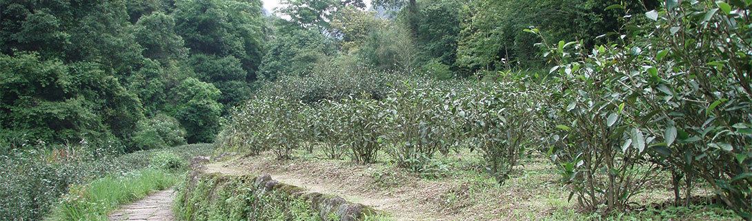 Gong Fu Tea