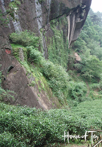 Da Hong Pao Original Tea Bushes