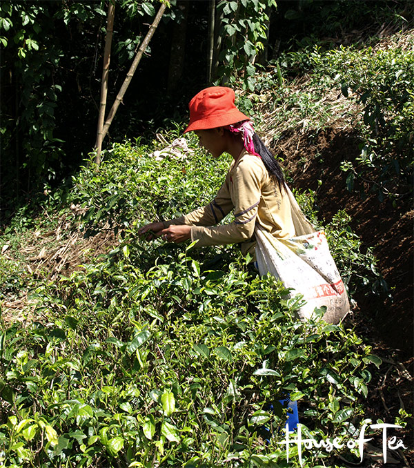 Teapicker Yunnan