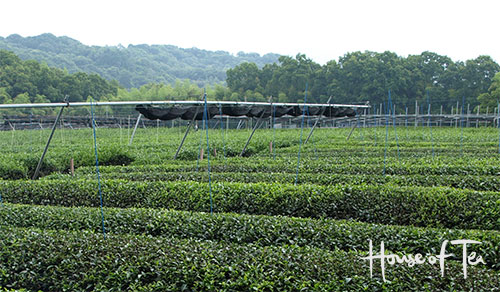 Tea Plantation Uji, Kyoto