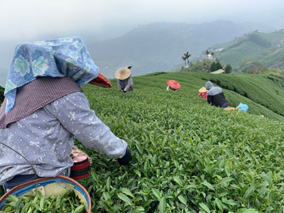 Tea picking in Taiwan