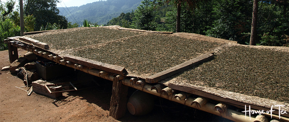 Tea dried in the sun