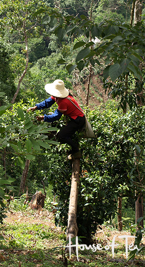 Tea Picker Tea Tree Nan Nuo Shan