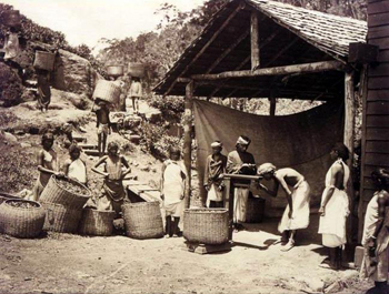 Tea in Darjeeling 1890