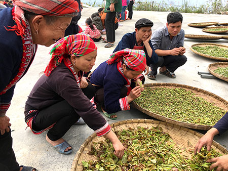 Hmong folket torkar te i solen i Vietnam.