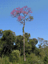 Lapacho träd