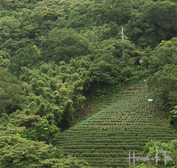 Taiwan Plantation