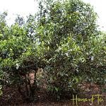 2022 HOT Lincang Old Tree Shu 200 gram