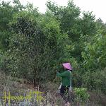 2022 HOT Lincang Old Tree Sheng 100 gram