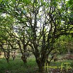 2022 HOT Lincang Old Tree Sheng 100 gram