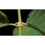 Cats Claw 70 gram