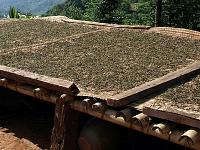 Pu-erh Tea