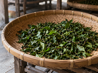 Oolong Te