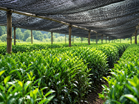 Japanese Green Tea